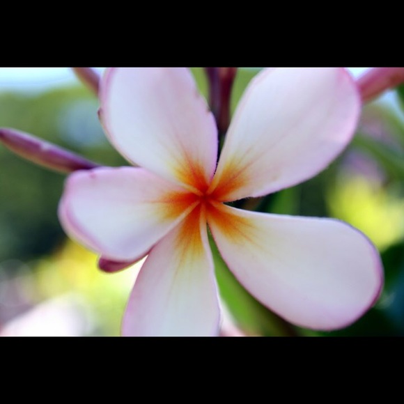 Meet your Posher, Gina - Picture 1 of 1